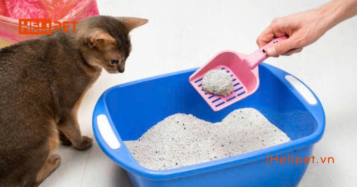 Cát mèo bao lâu thay 1 lần để đảm bảo vệ sinh tốt nhất