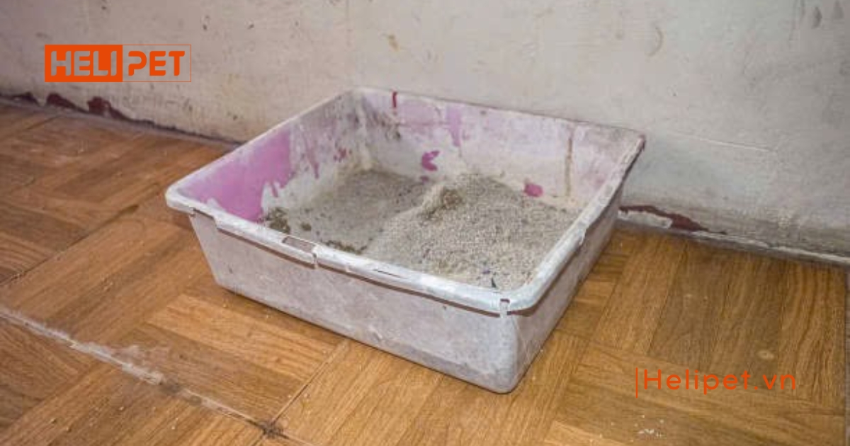 Cát mèo bao lâu thay 1 lần để đảm bảo vệ sinh tốt nhất