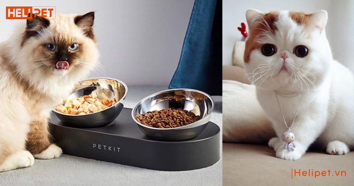 Bát ăn đôi inox chống gù cho chó mèo PETKIT