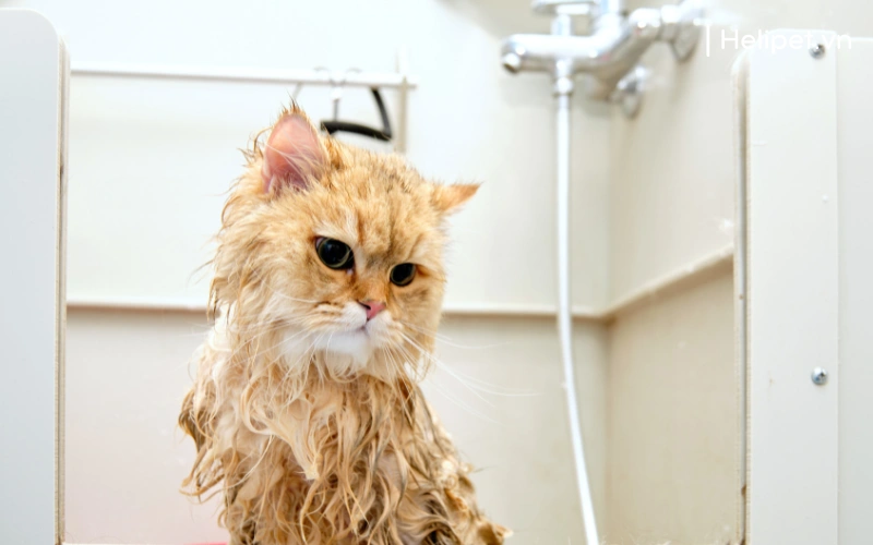 Nên sấy lông cho mèo sau khi tắm cho mèo xong