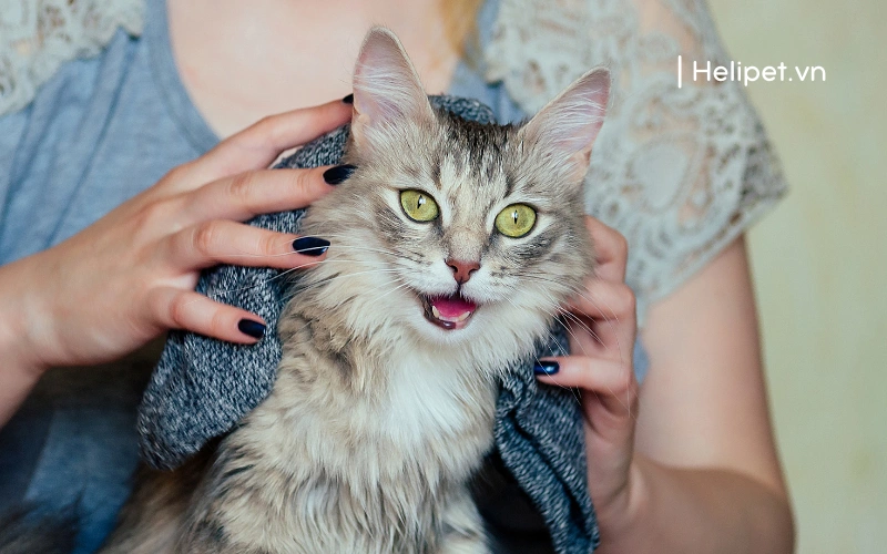 Lau khô lông là bước đầu tiên trong quy trình cách sấy lông cho mèo