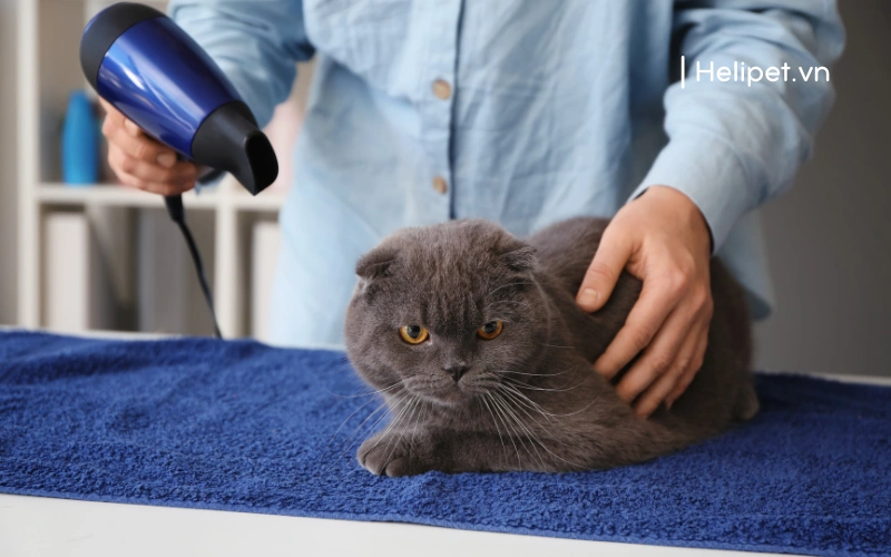 Dùng máy sấy cũng là cách sấy lông cho mèo ưa chuộng