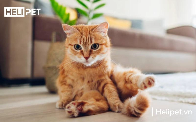 Mèo bị bệnh sẽ đi vệ sinh thì sẽ xuất hiện tình trạng phân mèo bất thường