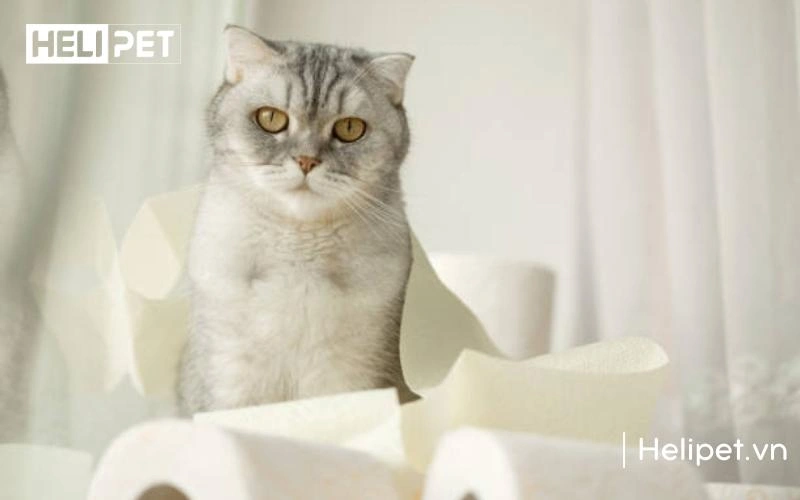 Phân mèo có máu là một dấu hiệu nghiêm trọng cảnh báo mèo bị bệnh