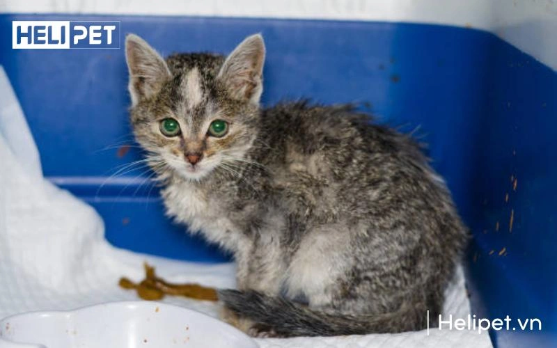 Phân mèo mềm và ướt là dấu hiệu mèo bị tiêu chảy và bị viêm ruột