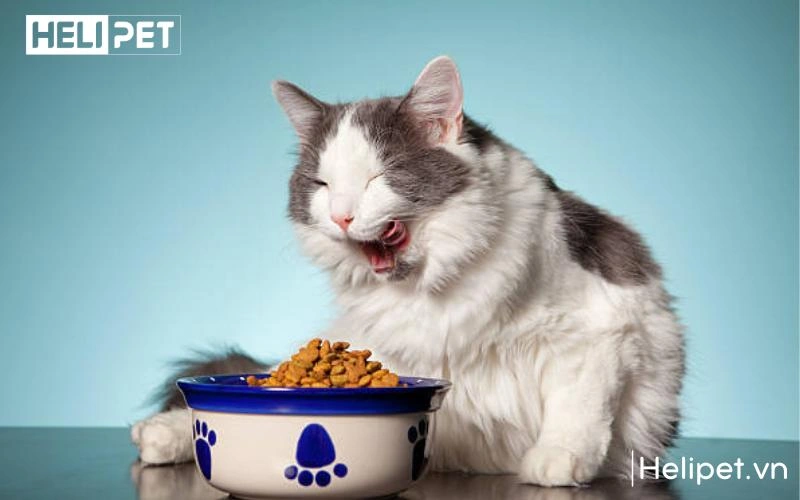Chế độ ăn uống sinh hoạt ổn định giúp sức khoẻ mèo ổn định hơn