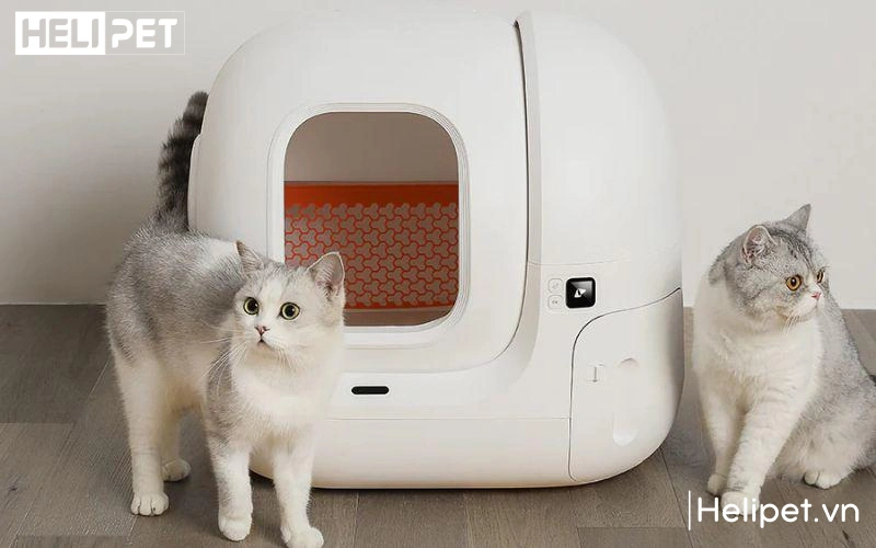 Tạo dựng môi trường vệ sinh sạch sẽ và an toàn cho mèo