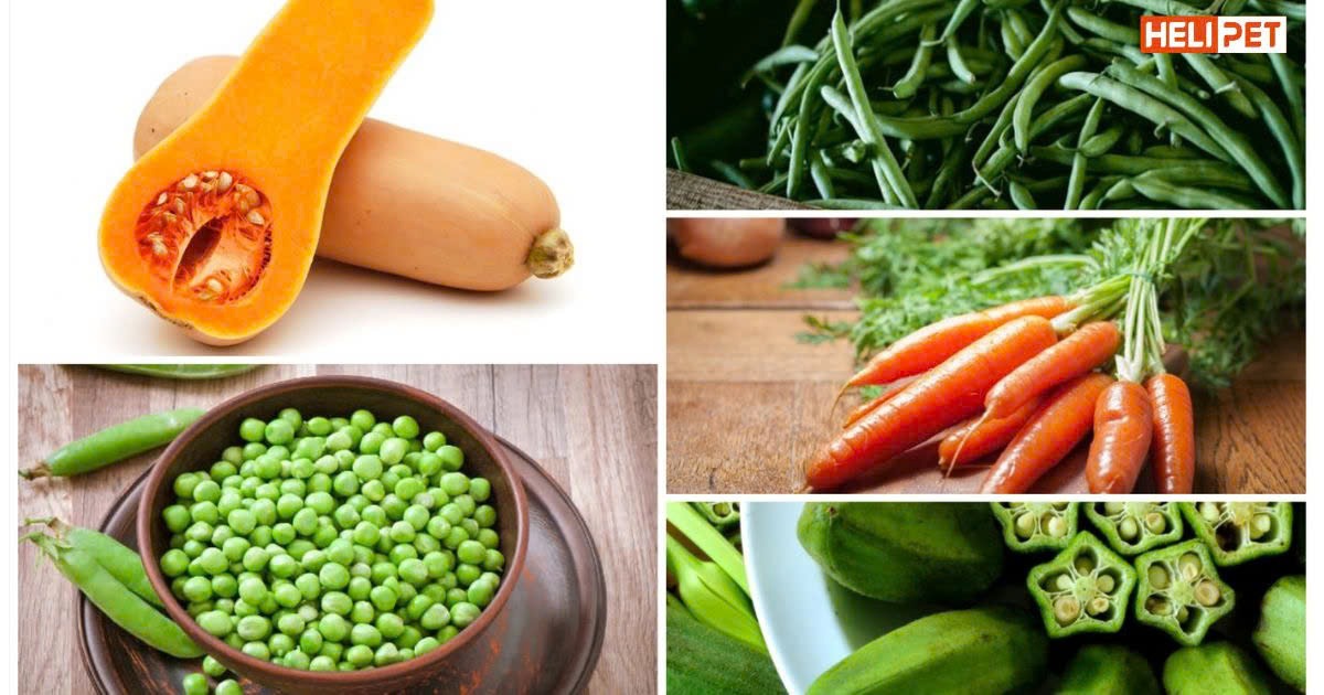 Các cách tiêu búi lông cho mèo mà Sen nên biết