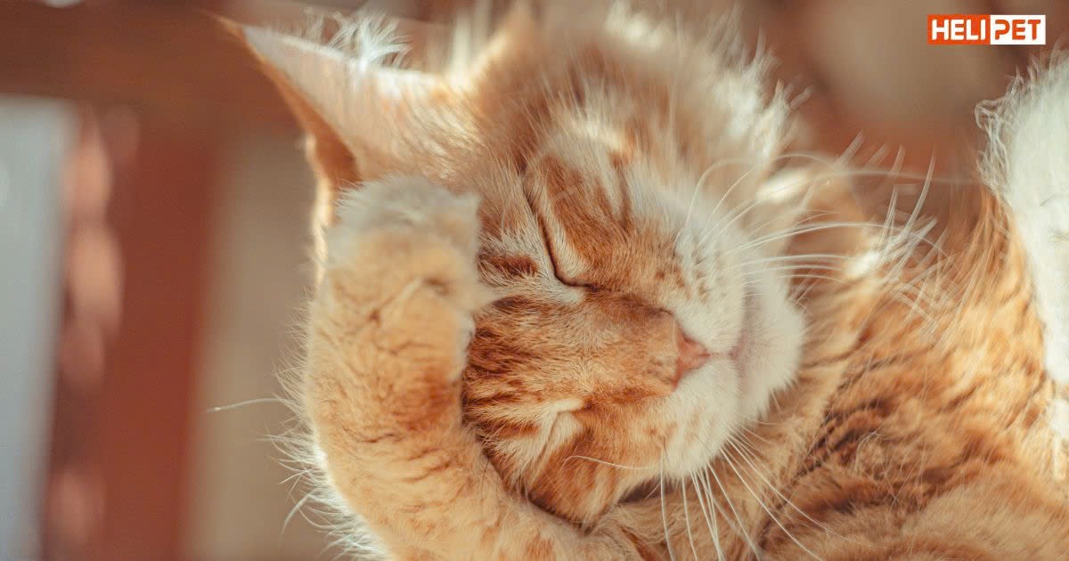 Các cách tiêu búi lông cho mèo mà Sen nên biết