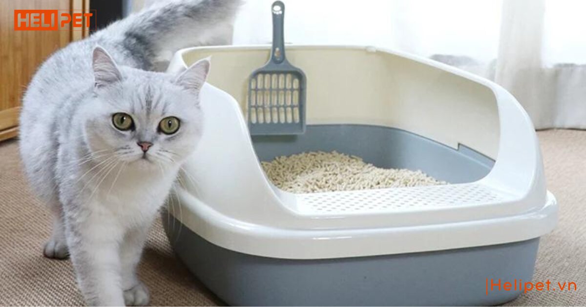 Tất tần tật các loại cát mèo phổ biến tại Việt Nam hiện nay