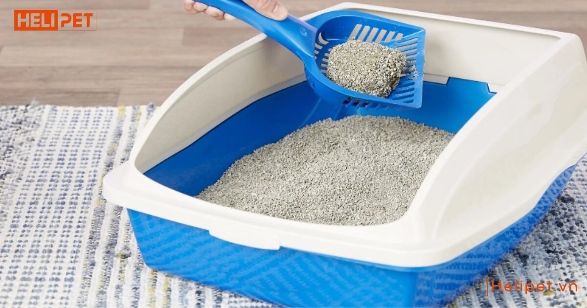 Tất tần tật các loại cát mèo phổ biến tại Việt Nam hiện nay