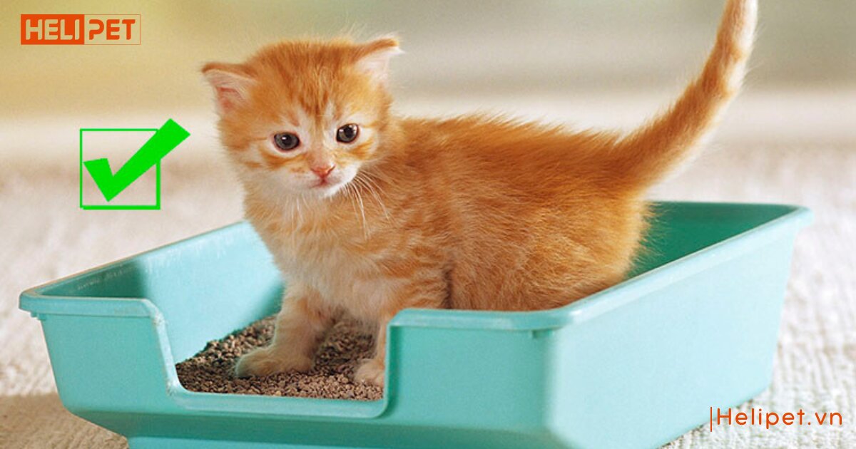 Tất tần tật các loại cát mèo phổ biến tại Việt Nam hiện nay