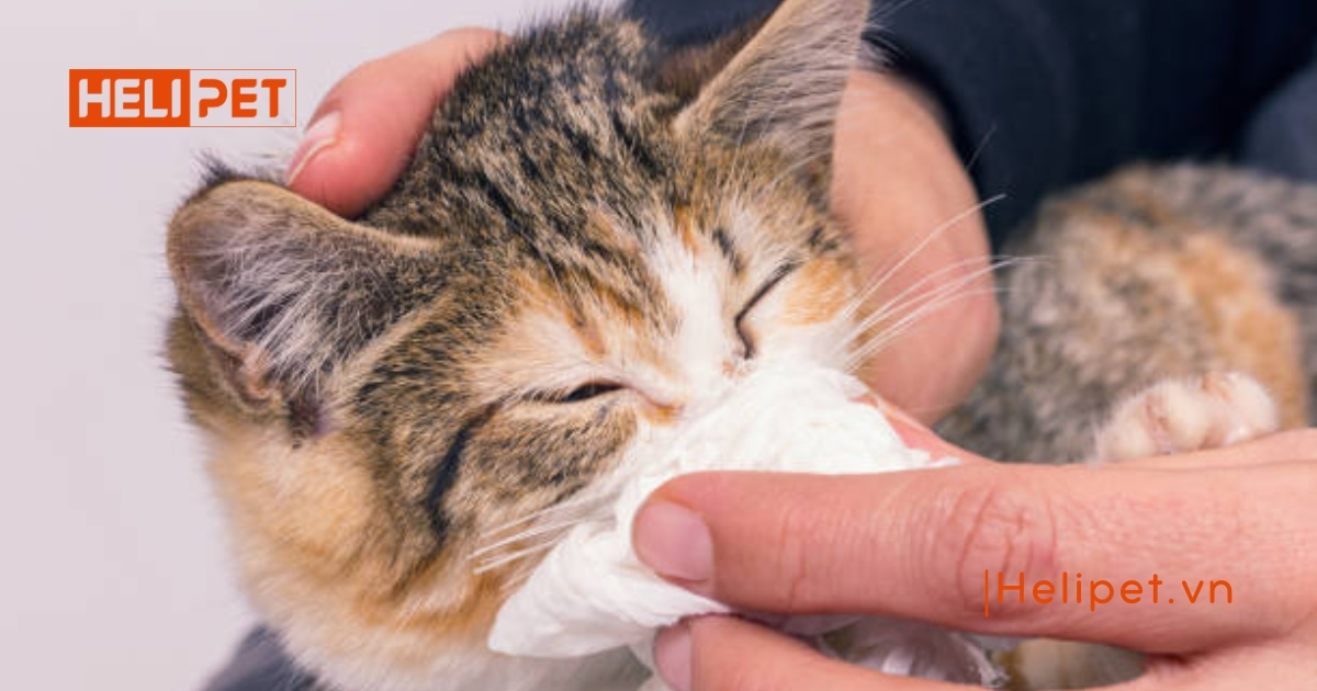 Các loại vitamin cho mèo mà Sen nên biết