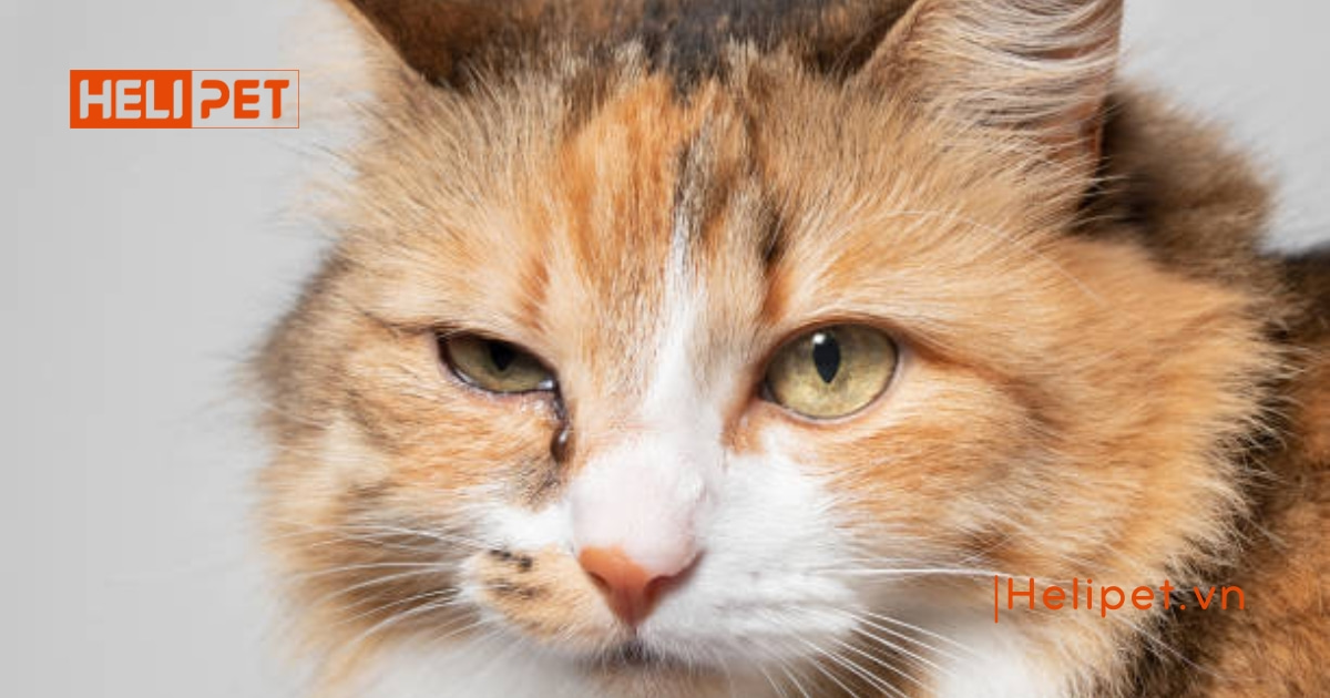 Các loại vitamin cho mèo mà Sen nên biết