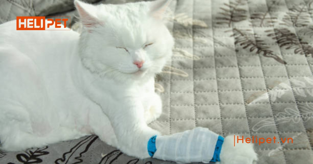 Các loại vitamin cho mèo mà Sen nên biết