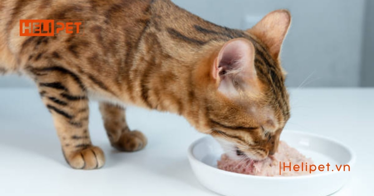 Các loại vitamin cho mèo mà Sen nên biết