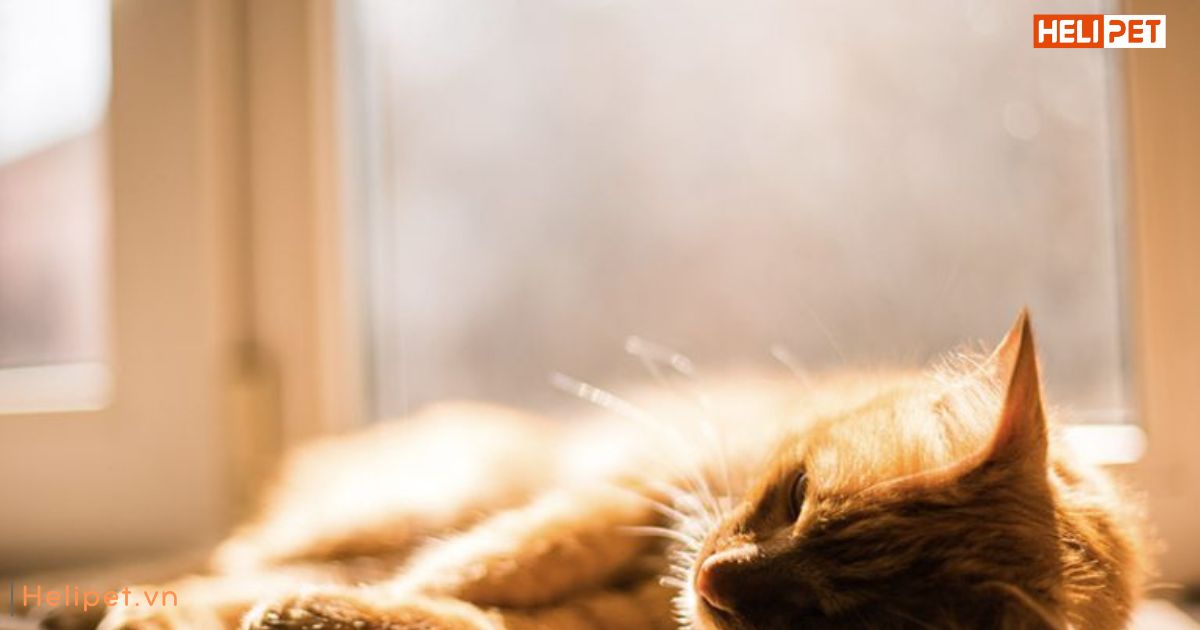 cách bổ sung canxi cho mèo để xương chắc khỏe