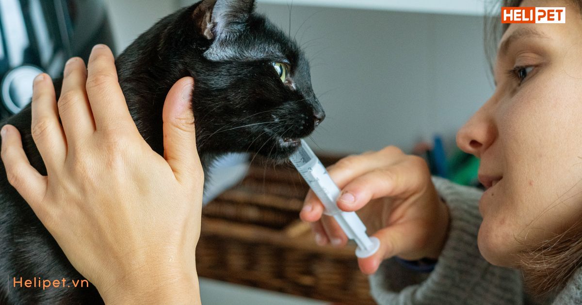 cách bổ sung canxi cho mèo để xương chắc khỏe