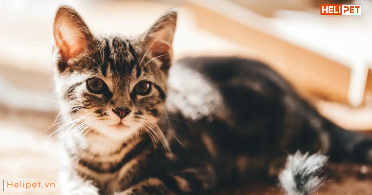 cách bổ sung canxi cho mèo để xương chắc khỏe