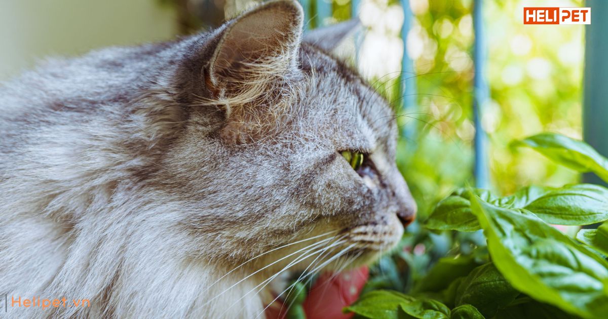 cách bổ sung canxi cho mèo để xương chắc khỏe