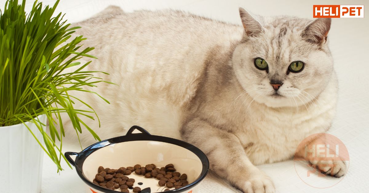 5 cách bổ sung chất xơ cho mèo để Boss luôn khỏe mạnh