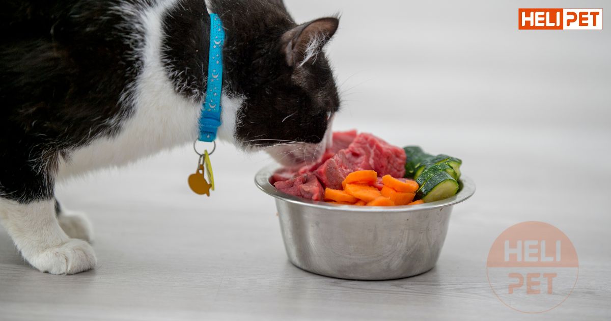 5 cách bổ sung chất xơ cho mèo để Boss luôn khỏe mạnh