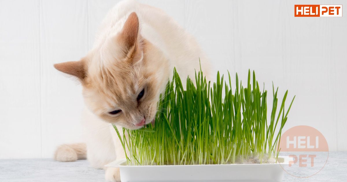 5 cách bổ sung chất xơ cho mèo để Boss luôn khỏe mạnh