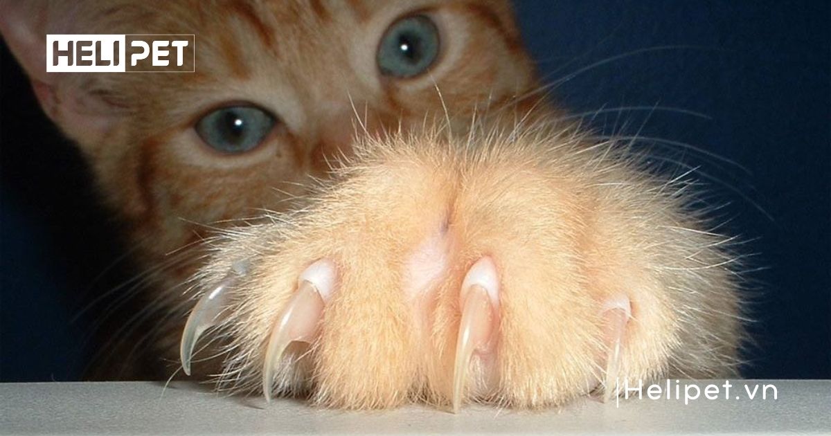 cách cắt móng cho mèo