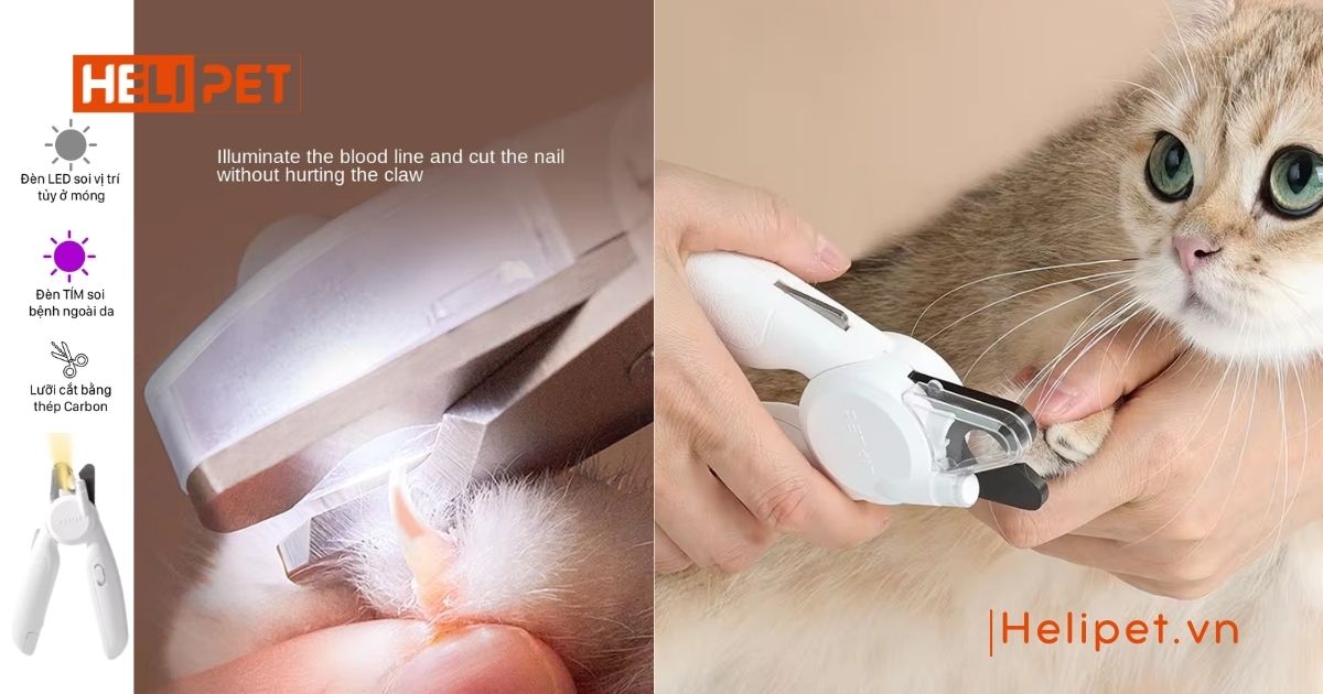 cách cắt móng cho mèo