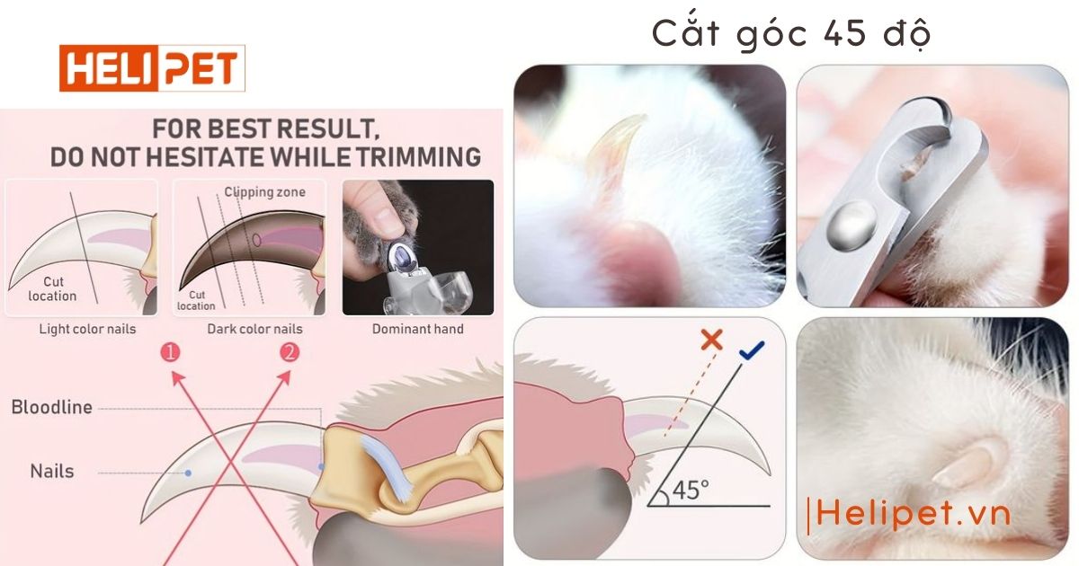 cách cắt móng cho mèo