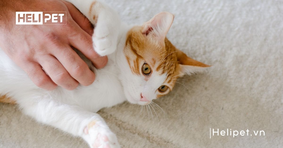 cách cắt móng cho mèo
