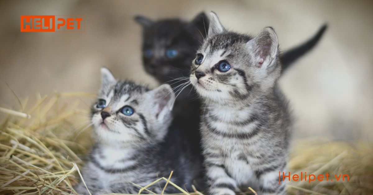 cách chăm sóc mèo con