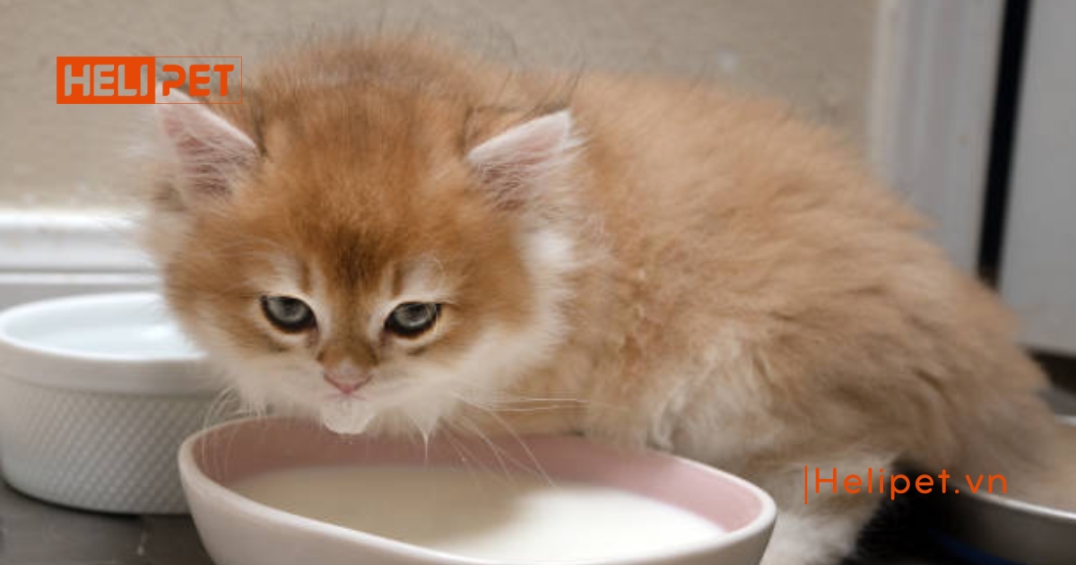 Cách chăm sóc mèo con mất mẹ
