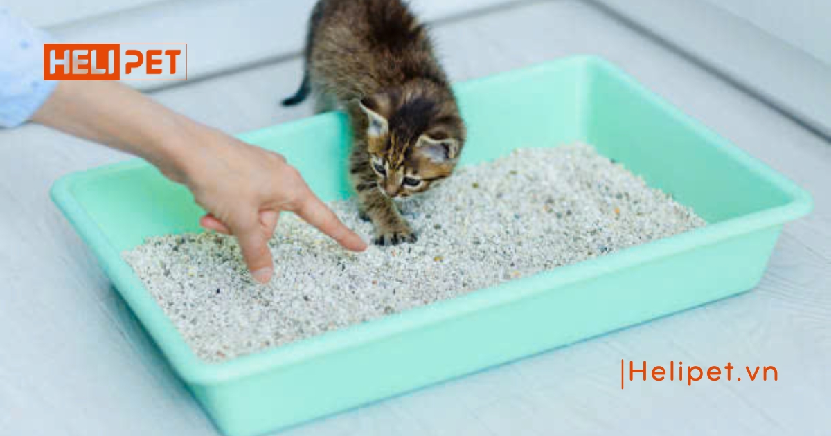 Cách chăm sóc mèo con mất mẹ