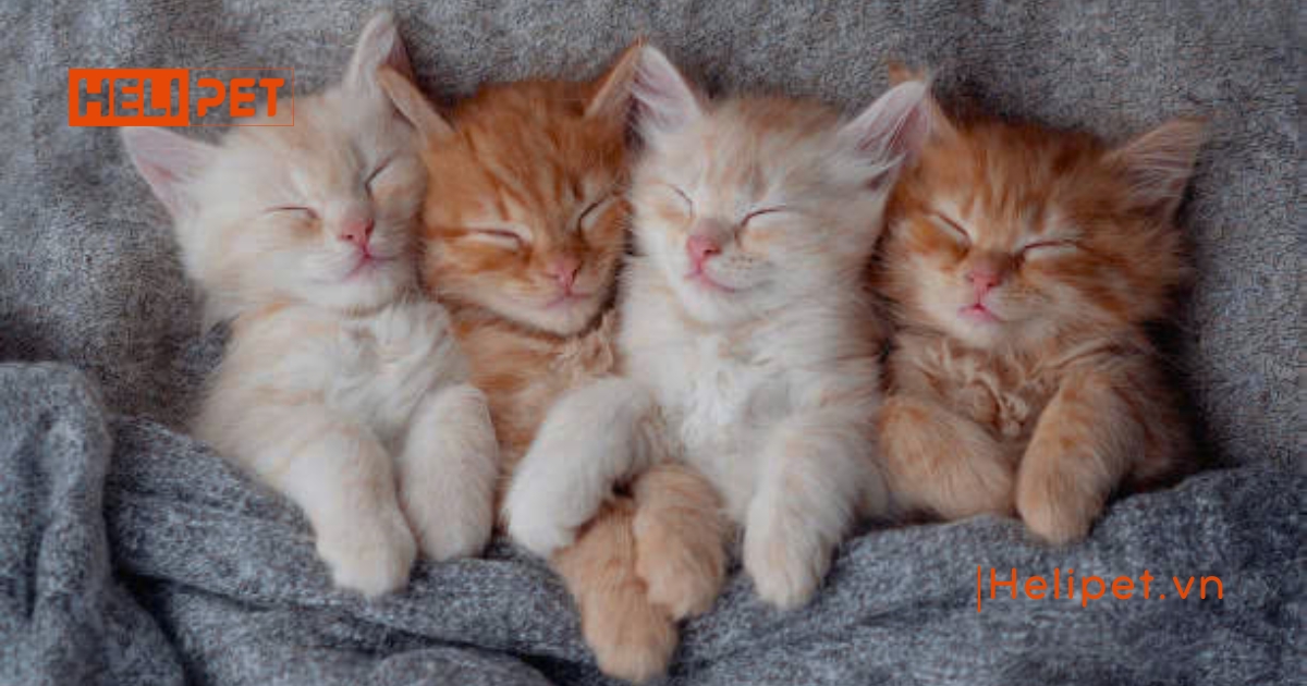 Cách chăm sóc mèo con mất mẹ