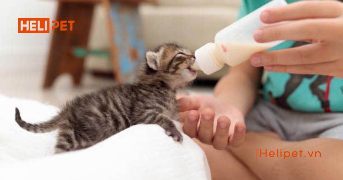 Cách chăm sóc mèo con mất mẹ