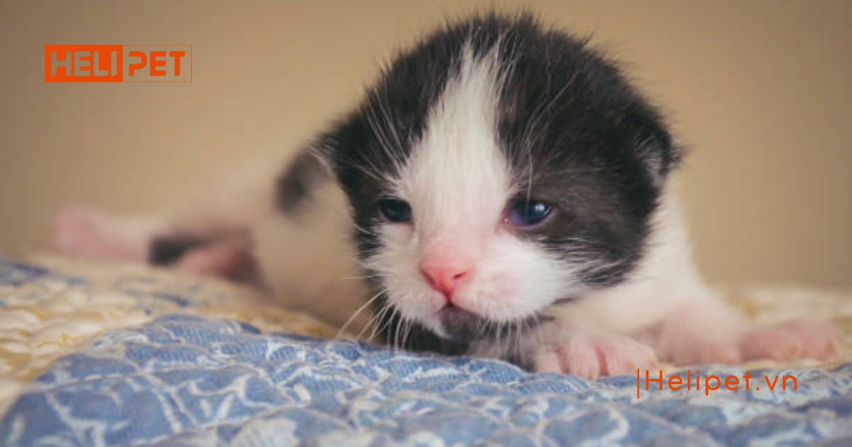 Cách chăm sóc mèo con mất mẹ