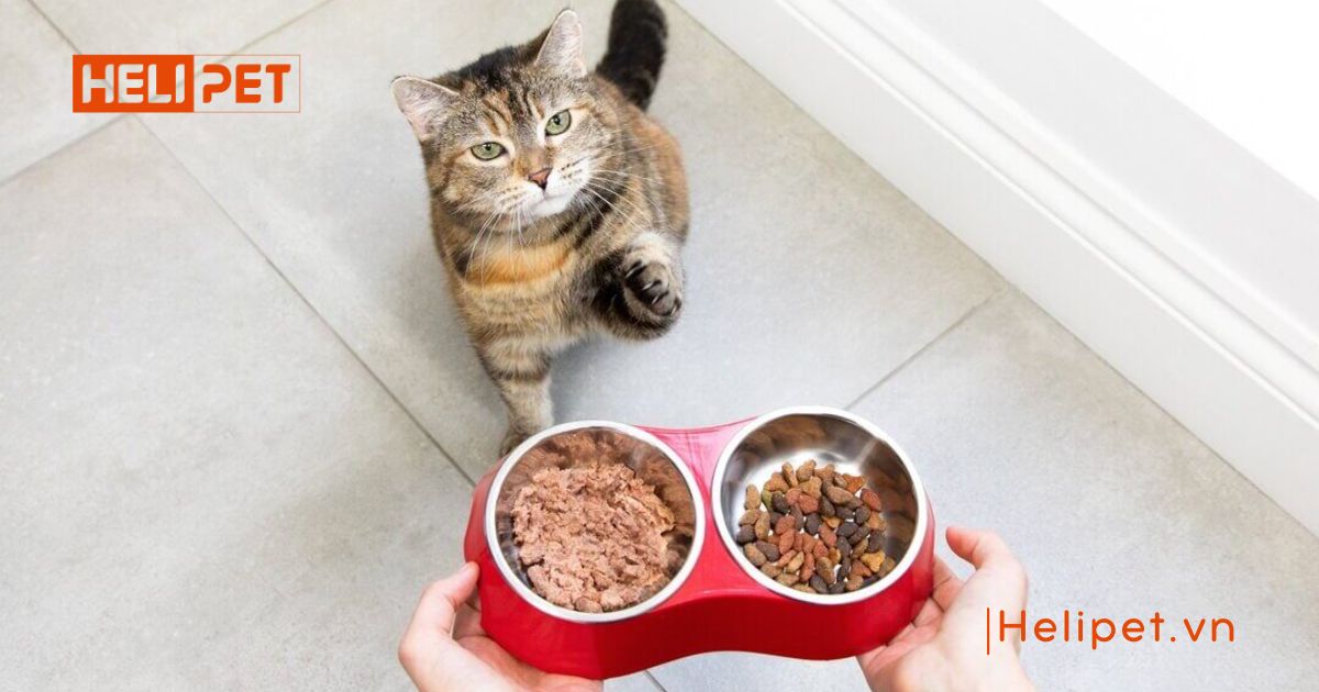 Cách chăm sóc mèo đẻ