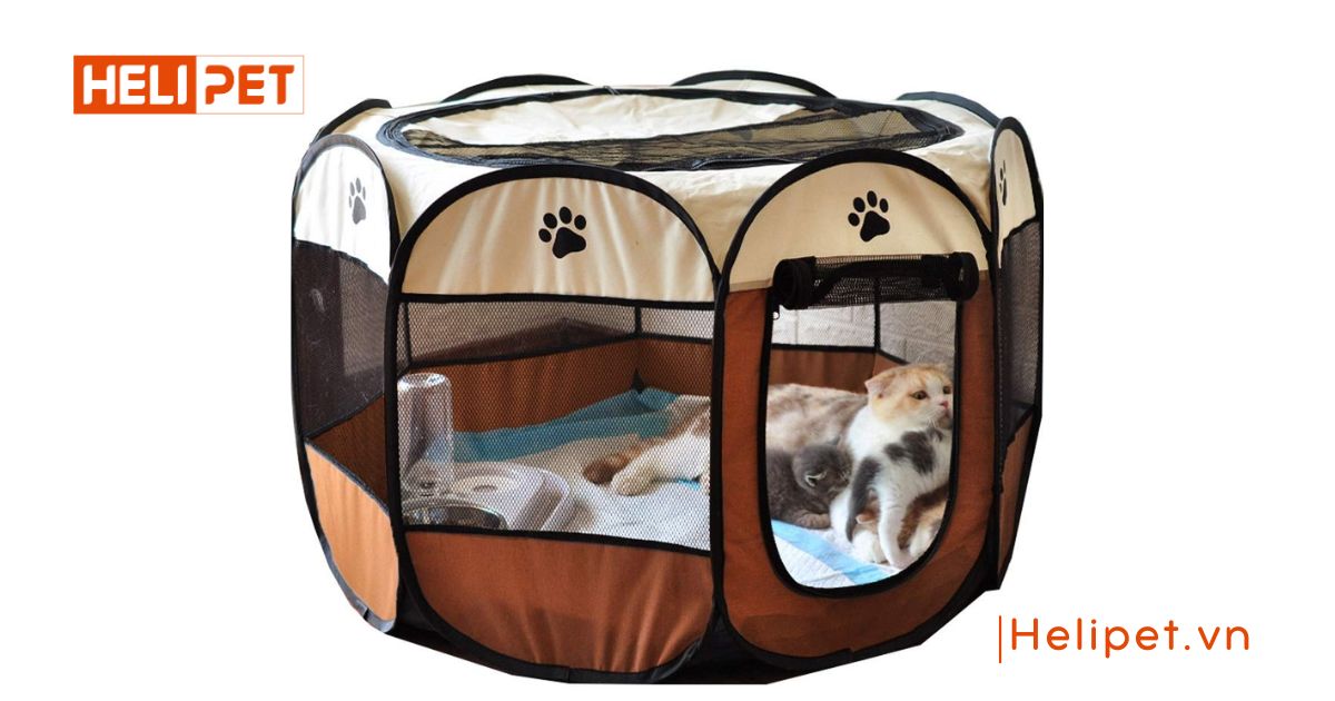 Cách chăm sóc mèo đẻ