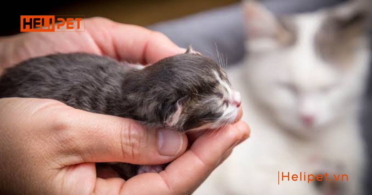 Cách chăm sóc mèo đẻ