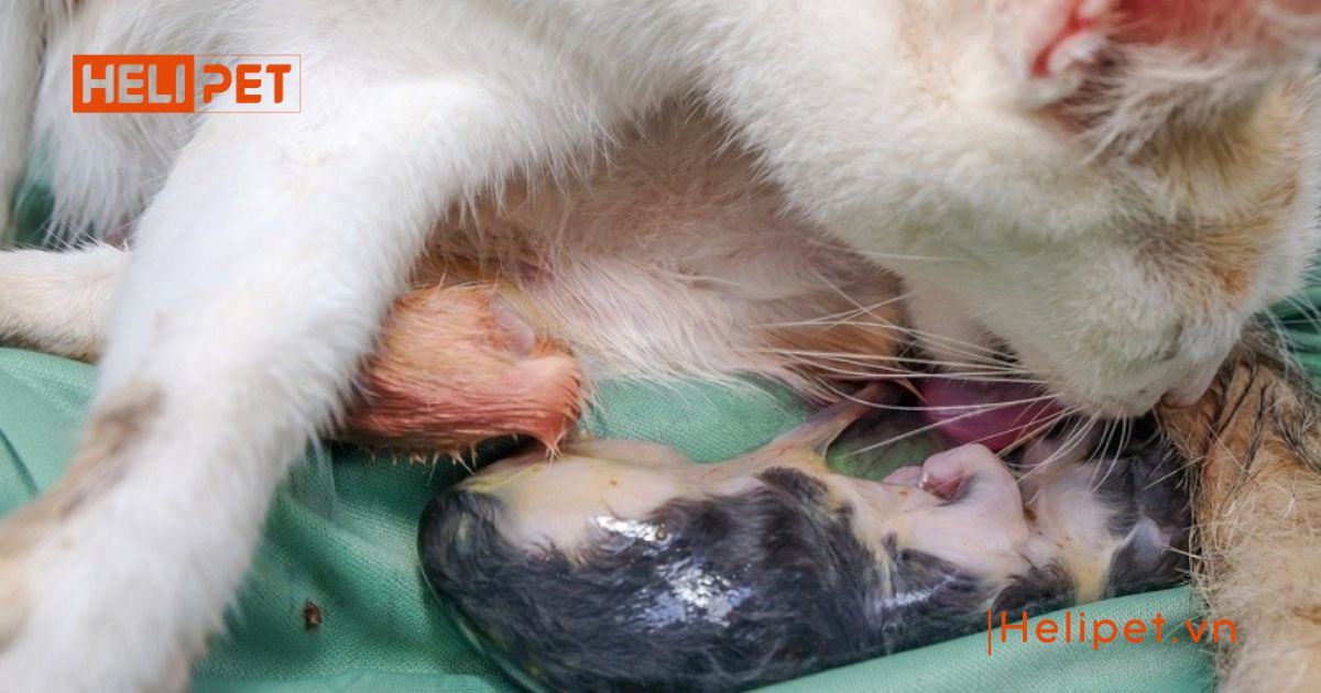 Cách chăm sóc mèo đẻ