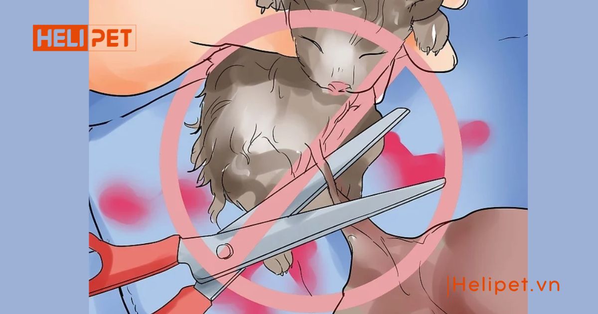 Cách chăm sóc mèo đẻ