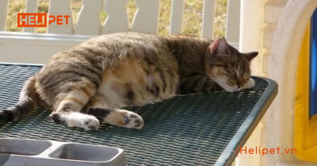 Cách chăm sóc mèo đẻ