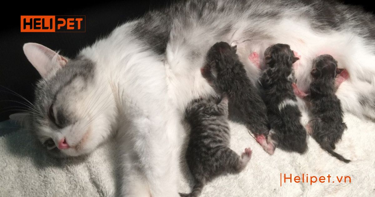 Cách chăm sóc mèo đẻ