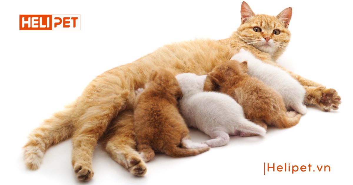 Cách chăm sóc mèo đẻ