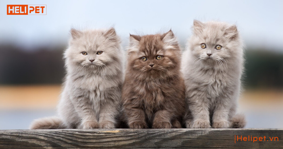 cách chăm sóc mèo Anh lông dài