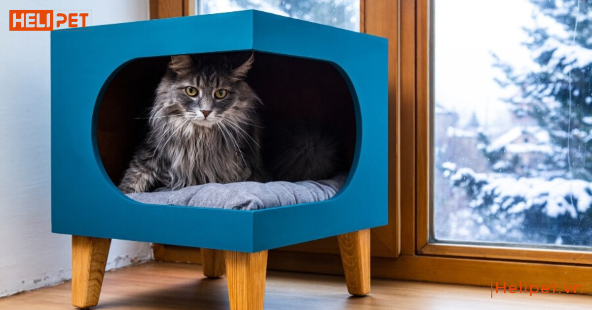 cách chăm sóc mèo Anh lông dài