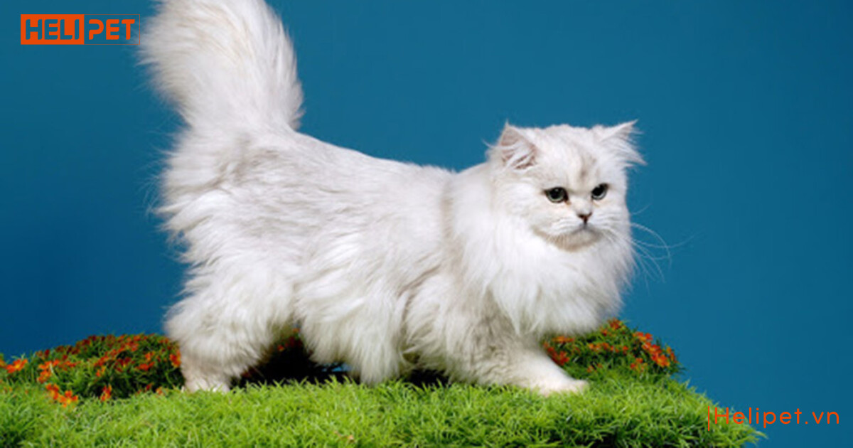cách chăm sóc mèo Anh lông dài
