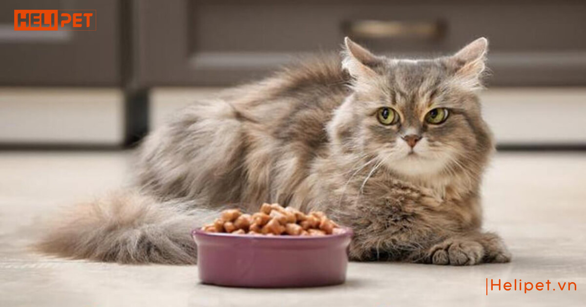 cách chăm sóc mèo Anh lông dài