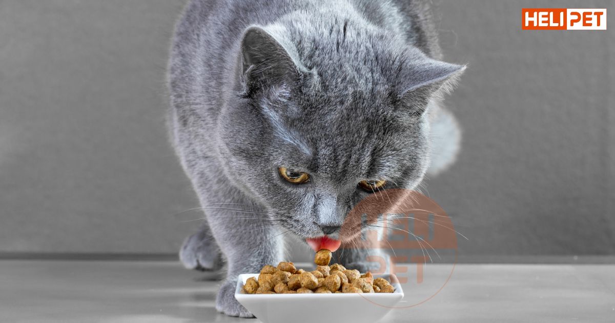 Cách cho mèo ăn hạt không bị sỏi thận